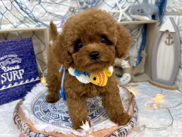 兵庫県のトイプードル(トイ) (ワンキャラット アミーゴ姫路花田店/2026年6月7日生まれ/男の子/レッドフォーン)の子犬の3枚目の画像