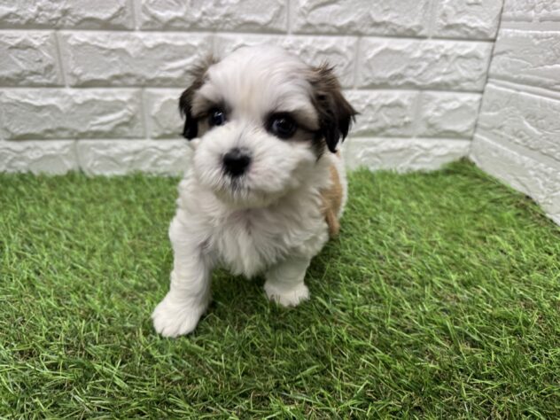 新潟県のハーフ犬・ミックス犬 (アミーゴ新潟小新店/2026年6月11日生まれ/男の子/ホワイトゴールド)の子犬の2枚目の画像