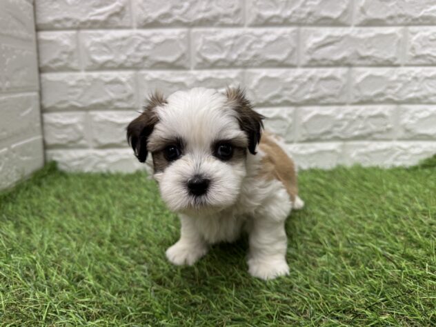 新潟県のハーフ犬・ミックス犬 (アミーゴ新潟小新店/2026年6月11日生まれ/男の子/ホワイトゴールド)の子犬の3枚目の画像