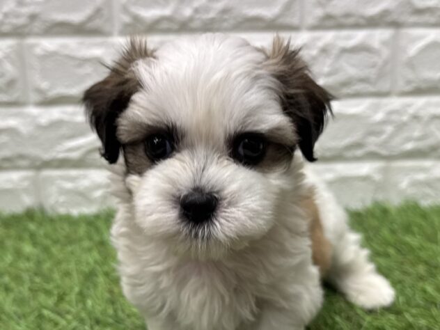 新潟県のハーフ犬・ミックス犬 (アミーゴ新潟小新店/2026年6月11日生まれ/男の子/ホワイトゴールド)の子犬の1枚目の画像
