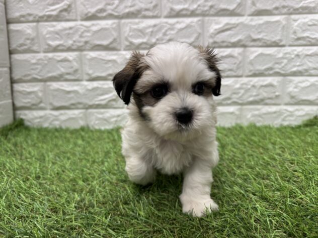 新潟県のハーフ犬・ミックス犬 (アミーゴ新潟小新店/2026年6月11日生まれ/男の子/ホワイトゴールド)の子犬の4枚目の画像