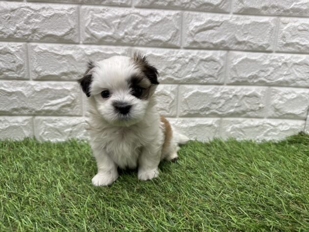 新潟県のハーフ犬・ミックス犬 (アミーゴ新潟小新店/2026年6月11日生まれ/男の子/ホワイトゴールド)の子犬の2枚目の画像