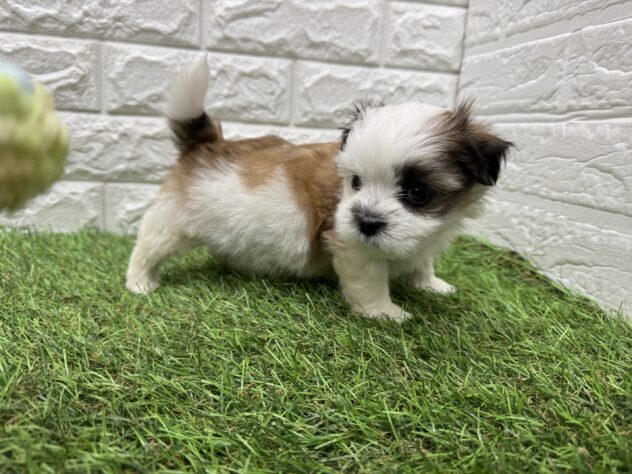 新潟県のハーフ犬・ミックス犬 (アミーゴ新潟小新店/2026年6月11日生まれ/男の子/ホワイトゴールド)の子犬の3枚目の画像