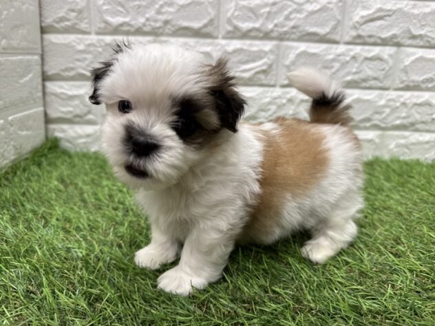 新潟県のハーフ犬・ミックス犬 (アミーゴ新潟小新店/2026年6月11日生まれ/男の子/ホワイトゴールド)の子犬の4枚目の画像