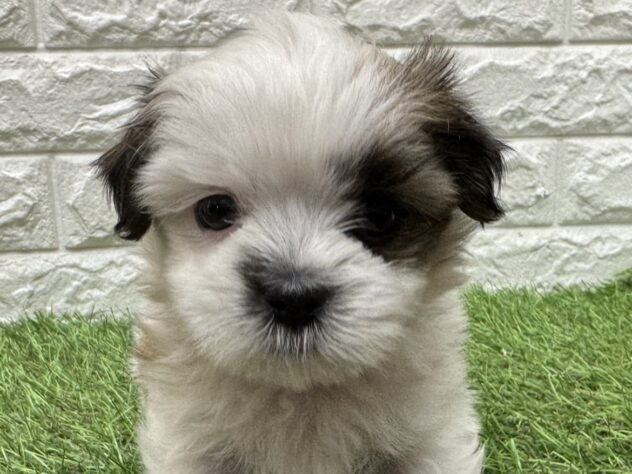 新潟県のハーフ犬・ミックス犬 (アミーゴ新潟小新店/2026年6月11日生まれ/男の子/ホワイトゴールド)の子犬の1枚目の画像