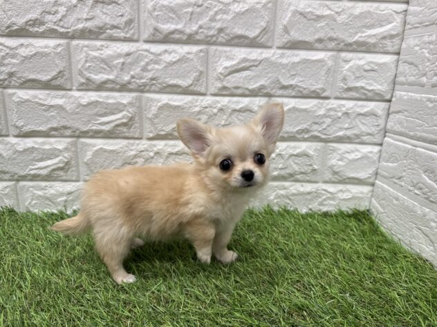 新潟県のハーフ犬・ミックス犬 (アミーゴ新潟小新店/2026年6月15日生まれ/女の子/クリーム)の子犬の4枚目の画像