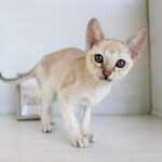 兵庫県のシンガプーラ (ペット・プラザ アミーゴつかしん店/2026年3月19日生まれ/男の子/セピアアグーティ)の子猫の2枚目の画像
