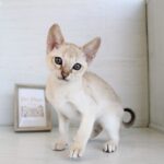2026年3月19日生まれのシンガプーラ