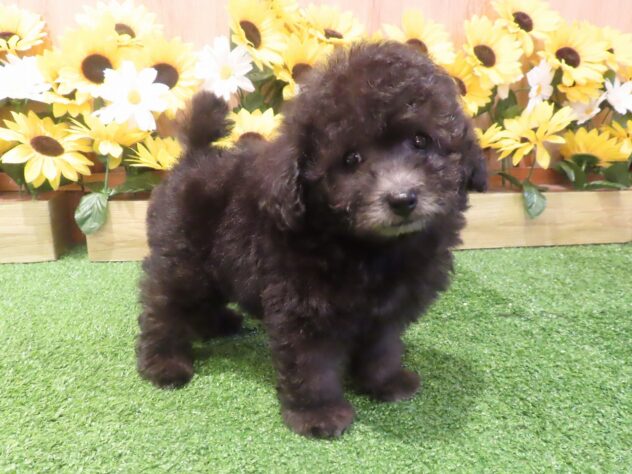 兵庫県のトイプードル(トイ) (アミーゴ伊丹店/2026年6月11日生まれ/男の子/グレー)の子犬の2枚目の画像