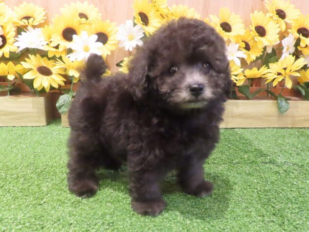 兵庫県のトイプードル(トイ) (アミーゴ伊丹店/2026年6月11日生まれ/男の子/グレー)の子犬の3枚目の画像