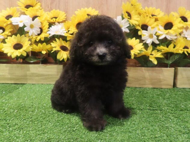 兵庫県のトイプードル(トイ) (アミーゴ伊丹店/2026年6月11日生まれ/男の子/グレー)の子犬の1枚目の画像