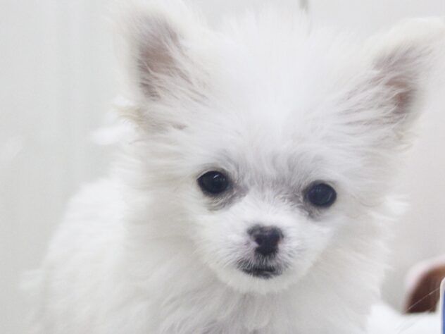 愛媛県のハーフ犬・ミックス犬 (アミーゴ新居浜店/2026年4月30日生まれ/女の子/クリーム)の子犬の1枚目の画像