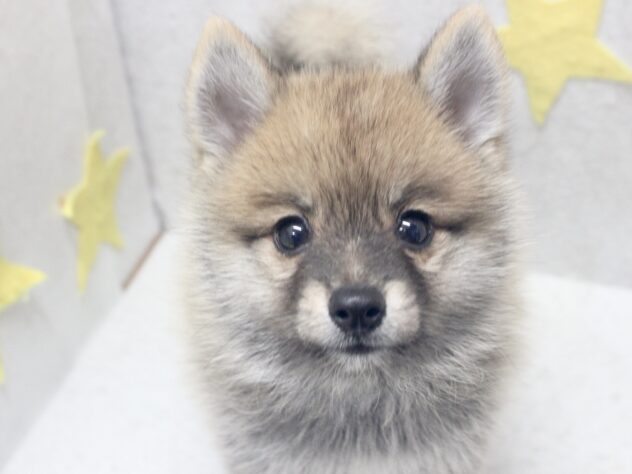 愛媛県のハーフ犬・ミックス犬 (アミーゴ新居浜店/2026年6月17日生まれ/男の子/赤)の子犬の1枚目の画像