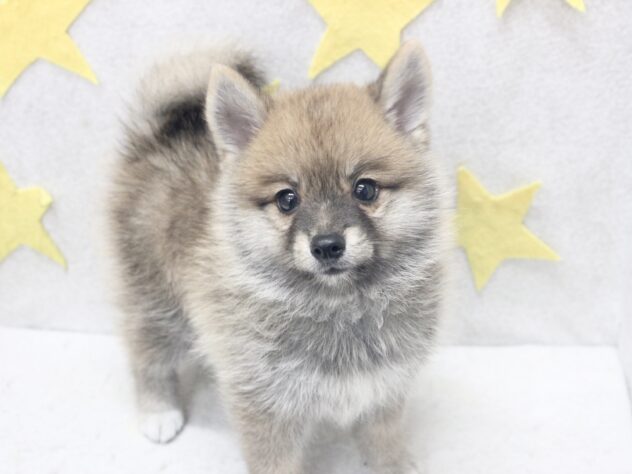 愛媛県のハーフ犬・ミックス犬 (アミーゴ新居浜店/2026年6月17日生まれ/男の子/赤)の子犬の3枚目の画像