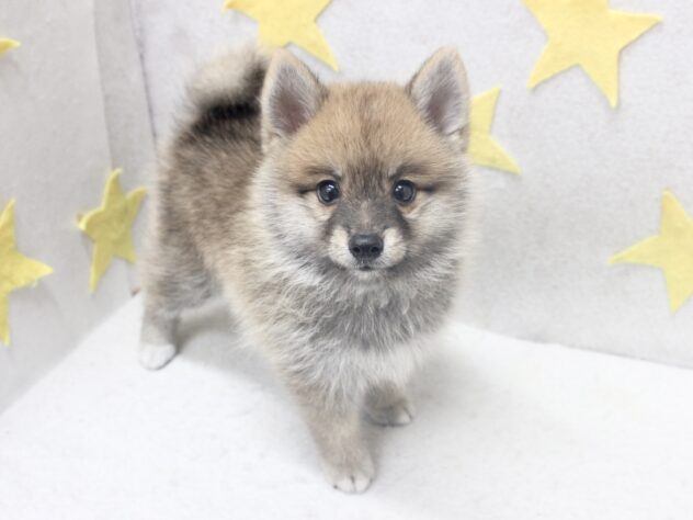 愛媛県のハーフ犬・ミックス犬 (アミーゴ新居浜店/2026年6月17日生まれ/男の子/赤)の子犬の2枚目の画像