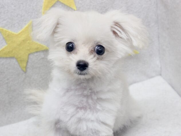愛媛県のハーフ犬・ミックス犬 (アミーゴ新居浜店/2026年5月8日生まれ/女の子/ホワイト)の子犬の3枚目の画像