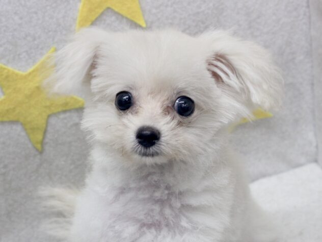 愛媛県のハーフ犬・ミックス犬 (アミーゴ新居浜店/2026年5月8日生まれ/女の子/ホワイト)の子犬の1枚目の画像