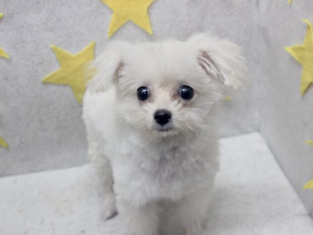 愛媛県のハーフ犬・ミックス犬 (アミーゴ新居浜店/2026年5月8日生まれ/女の子/ホワイト)の子犬の2枚目の画像