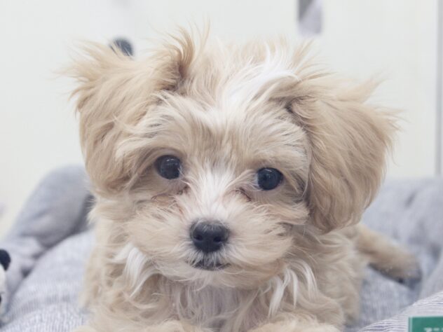 愛媛県のハーフ犬・ミックス犬 (アミーゴ新居浜店/2026年6月4日生まれ/男の子/アプリコット)の子犬の1枚目の画像