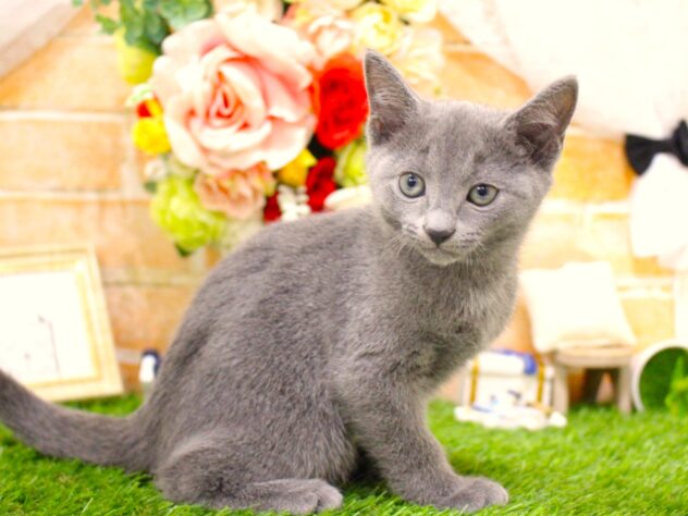 兵庫県のロシアンブルー (ペット・プラザ アミーゴ三田店/2026年6月3日生まれ/男の子/ブルー)の子猫の3枚目の画像