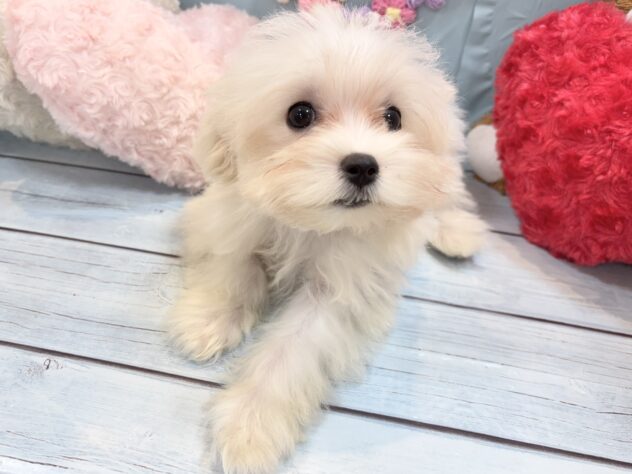 兵庫県のハーフ犬・ミックス犬 (ワンキャラット アミーゴ姫路飾磨店/2026年4月30日生まれ/女の子/ホワイト)の子犬