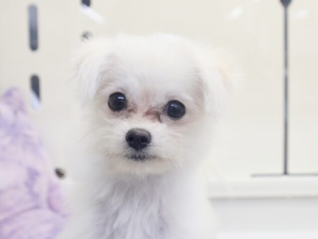 愛媛県のハーフ犬・ミックス犬 (アミーゴ新居浜店/2026年5月8日生まれ/女の子/ホワイト)の子犬の1枚目の画像