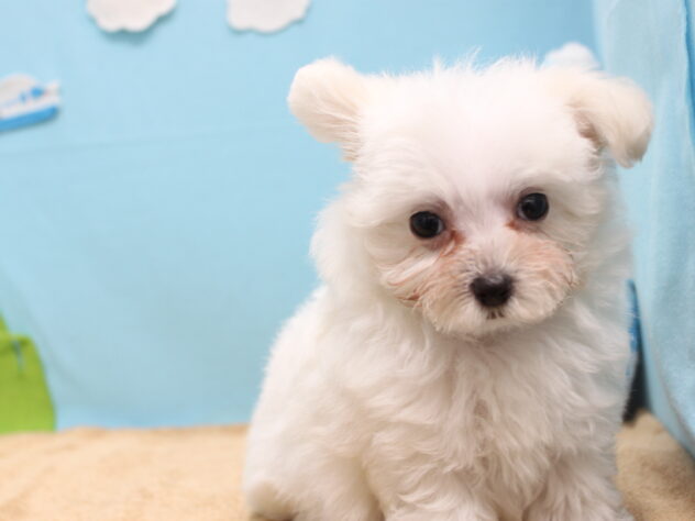 愛媛県のハーフ犬・ミックス犬 (アミーゴ今治店/2026年6月7日生まれ/女の子/ホワイト)の子犬の3枚目の画像