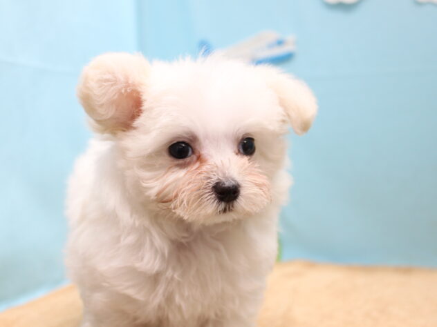 愛媛県のハーフ犬・ミックス犬 (アミーゴ今治店/2026年6月7日生まれ/女の子/ホワイト)の子犬の2枚目の画像