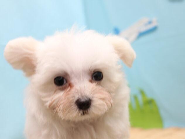 愛媛県のハーフ犬・ミックス犬 (アミーゴ今治店/2026年6月7日生まれ/女の子/ホワイト)の子犬の1枚目の画像