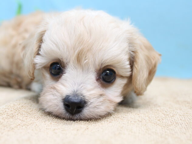 愛媛県のハーフ犬・ミックス犬 (アミーゴ今治店/2026年6月9日生まれ/女の子/クリーム)の子犬の1枚目の画像