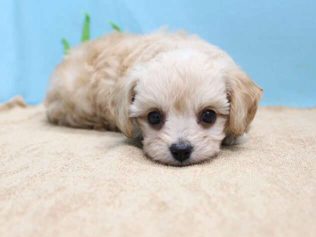 愛媛県のハーフ犬・ミックス犬 (アミーゴ今治店/2026年6月9日生まれ/女の子/クリーム)の子犬の3枚目の画像