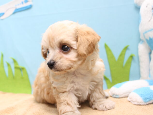 愛媛県のハーフ犬・ミックス犬 (アミーゴ今治店/2026年6月9日生まれ/女の子/クリーム)の子犬の2枚目の画像