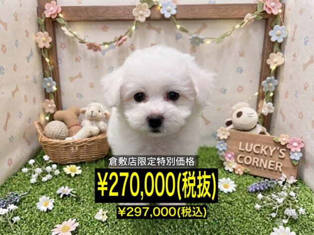 岡山県のビションフリーゼ (アミーゴ倉敷店/2026年6月6日生まれ/女の子/ホワイト)の子犬