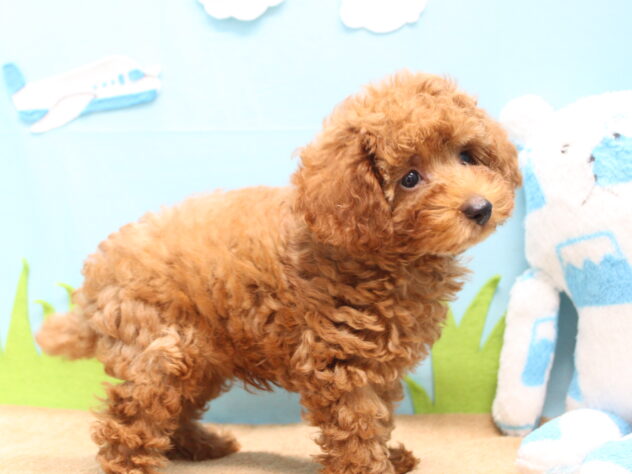 愛媛県のトイプードル(トイ) (アミーゴ今治店/2026年6月8日生まれ/男の子/レッド)の子犬の2枚目の画像