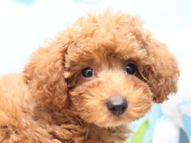 愛媛県のトイプードル(トイ) (アミーゴ今治店/2026年6月8日生まれ/男の子/レッド)の子犬の1枚目の画像