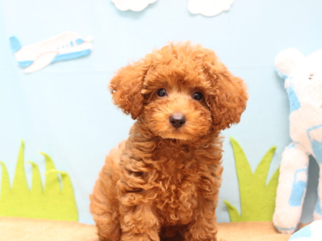 愛媛県のトイプードル(トイ) (アミーゴ今治店/2026年6月8日生まれ/男の子/レッド)の子犬の3枚目の画像