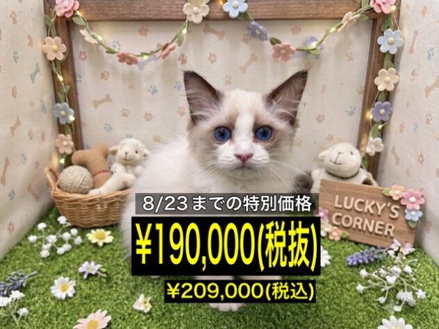 岡山県のラグドール (アミーゴ倉敷店/2026年6月8日生まれ/女の子/シールポイントバイカラー)の子猫