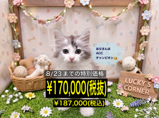 岡山県のノルウェージャンフォレストキャット (アミーゴ倉敷店/2026年5月6日生まれ/女の子/シルバータビーホワイト)の子猫