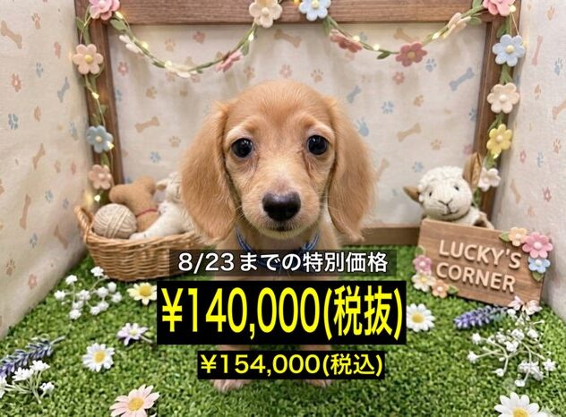 岡山県のミニチュアダックスフンド(ロング) (アミーゴ倉敷店/2026年5月25日生まれ/女の子/ゴールド)の子犬