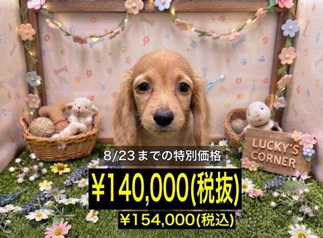 岡山県のミニチュアダックスフンド(ロング) (アミーゴ倉敷店/2026年5月25日生まれ/女の子/ゴールド)の子犬