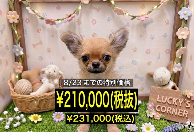 岡山県のチワワ(ロング) (アミーゴ倉敷店/2026年5月4日生まれ/女の子/フォーン)の子犬