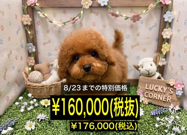 岡山県のトイプードル(トイ) (アミーゴ倉敷店/2026年4月20日生まれ/男の子/レッドフォーン)の子犬