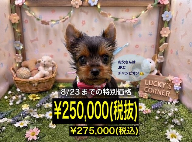 岡山県のヨークシャーテリア (アミーゴ倉敷店/2026年5月17日生まれ/女の子/スチールブルータン)の子犬