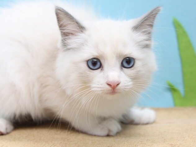 愛媛県のラグドール (アミーゴ今治店/2026年6月23日生まれ/女の子/ブルーポイントバイカラー)の子猫の1枚目の画像