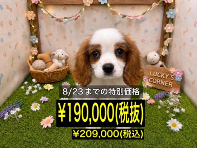 岡山県のキャバリアキングチャールズスパニエル (アミーゴ倉敷店/2026年5月4日生まれ/男の子/ブレンハイム)の子犬