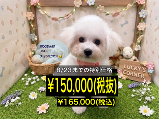 岡山県のビションフリーゼ (アミーゴ倉敷店/2026年3月22日生まれ/女の子/ホワイト)の子犬
