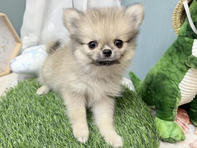 2026年5月30日生まれのハーフ犬・ミックス犬