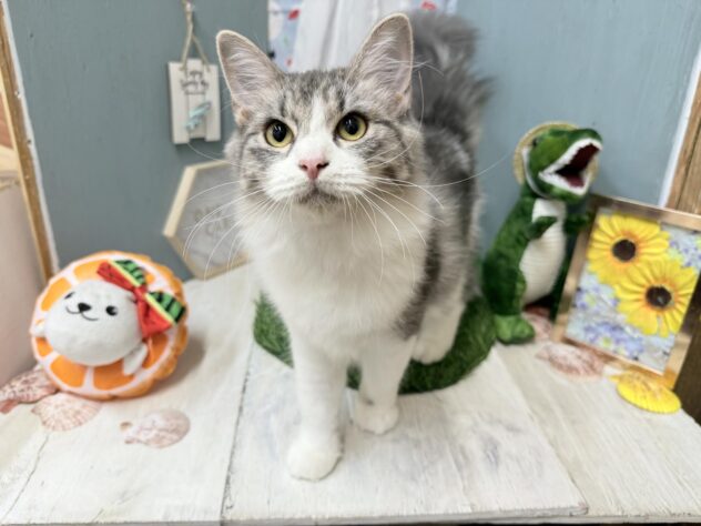 2026年2月2日生まれのマンチカン