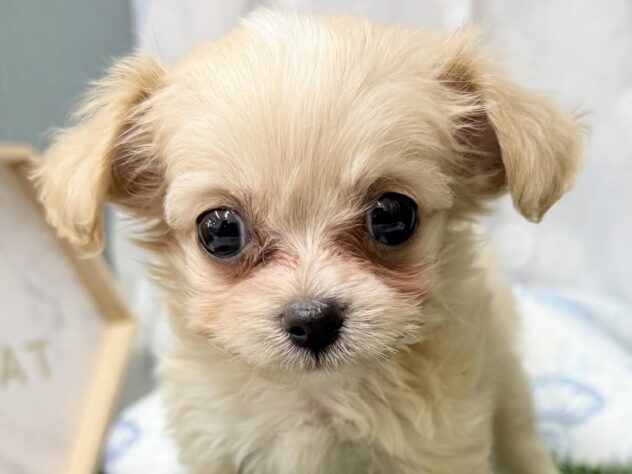 2026年6月14日生まれのハーフ犬・ミックス犬