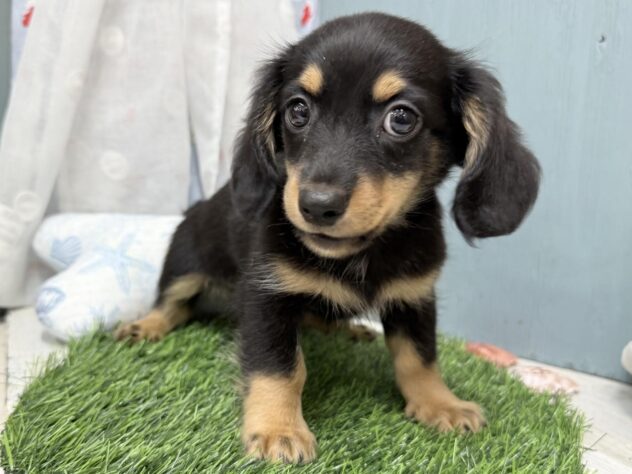 高知県のハーフ犬・ミックス犬 (ワンキャラット アミーゴ高知店/2026年6月26日生まれ/男の子/ブラックタン)の子犬の3枚目の画像